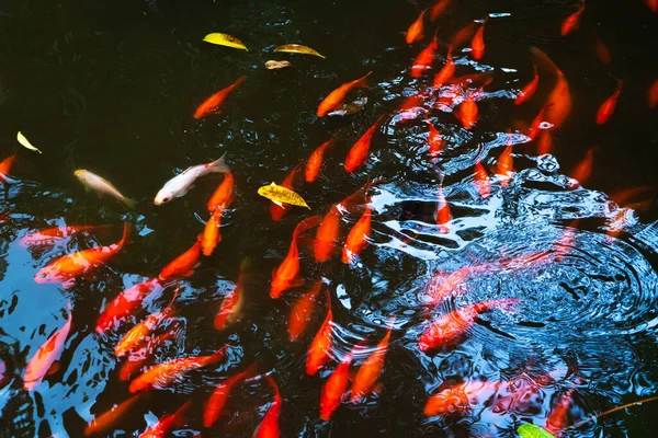 Hejno Japonských Červených Kaprů Jezírku Ryby Pro Dekoraci Interiéru — Stock fotografie