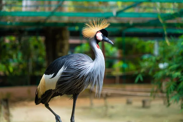 Mooie Vogel Afrikaanse Grijze Gekroonde Kraan Van Dichtbij — Stockfoto