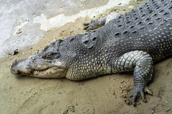 Veszélyes Krokodil Tavon Közelről — Stock Fotó