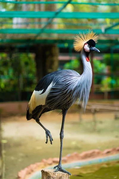 Mooie Vogel Afrikaanse Grijze Gekroonde Kraan Van Dichtbij — Stockfoto