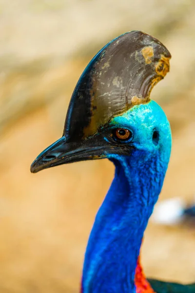 Cassowaryho Detailní Záběr Cassowaryho Hlava Velký Agresivní Pták — Stock fotografie