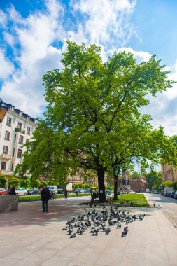 Çekici bir yer. Bir güvercin sürüsü şehir sokağında otluyor. Krakw, Polonya - 05.15.2019