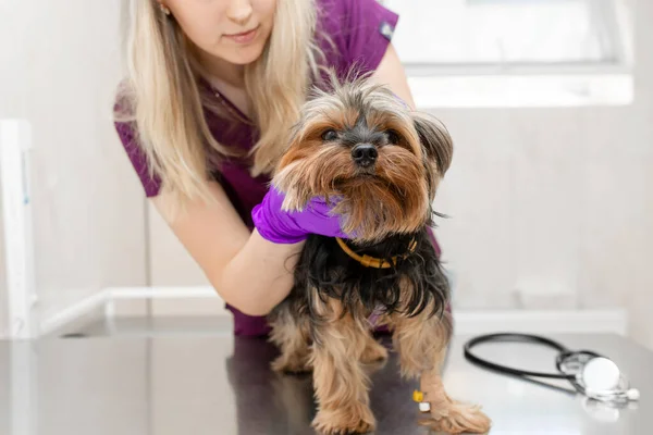 Fiatal Lány Állatorvos Klinikán Vizsgál Egy Kutyafajta Yorkshire Terrier — Stock Fotó