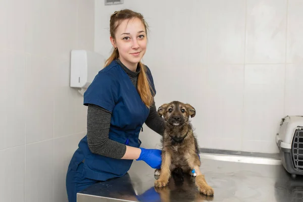 Egy Női Állatorvos Megvizsgálja Állatorvosi Rendelőben Asztalon Egy Kis Hajléktalan — Stock Fotó
