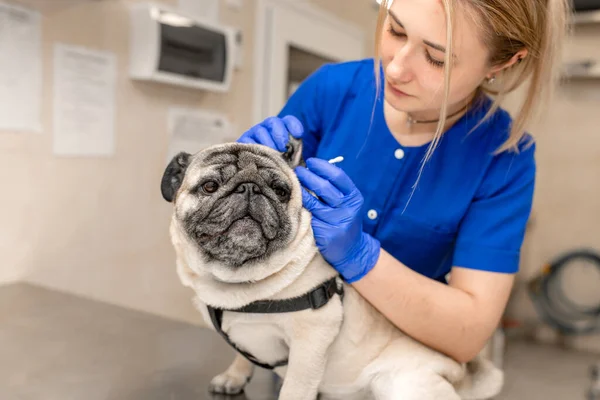 Genç profesyonel bayan veteriner veteriner veteriner veteriner kliniğinde köpek kulakları temizliyor..