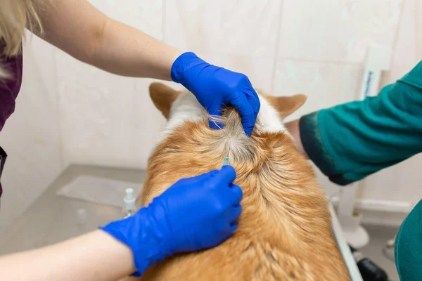 Vacinas Veterinárias Profissionais Corgi Raça Cão Clínica Veterinária — Fotografia de Stock