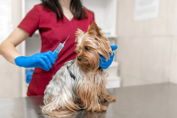 Fiatal Gyönyörű Veterán Oltás Yorkshire Terrier — Stock Fotó