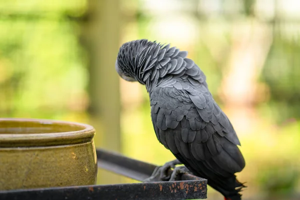 Egy Szürke Papagáj Vörösfarkú Jako Tisztítja Tollakat Etetővályú Közelében Psittacus — Stock Fotó