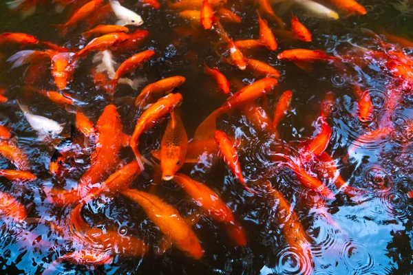 池塘里有一群日本红鲤鱼 鱼的室内装饰 — 图库照片