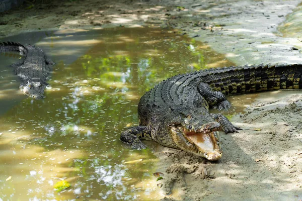 Gevaarlijke Krokodil Het Meer Van Dichtbij — Stockfoto