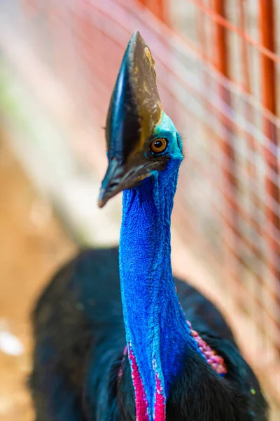 Cassowary close-up. Cassowary head. Big aggressive bird.