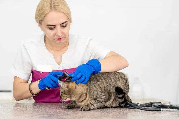 Giovane Bella Ragazza Veterinario Esamina Orecchie Gatto Con Otoscopio Cat — Foto Stock