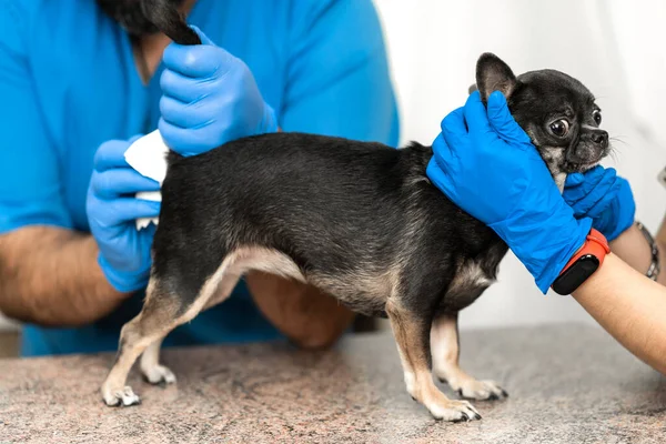 Veterinerler veteriner kliniğinde bir köpeğin paraanal bezlerini temizler. Köpeklerin sağlığı için gerekli bir prosedür. Hayvan bakımı.