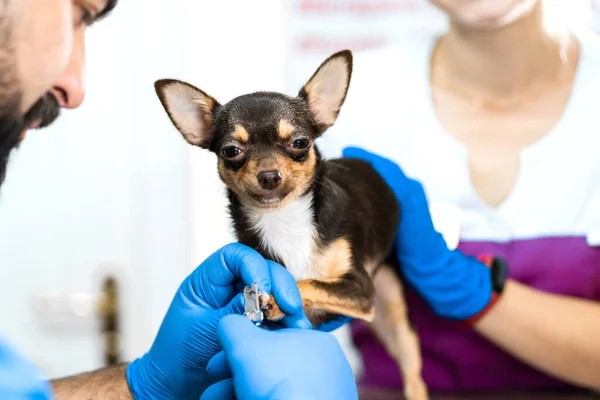 Professional Veterinarian Cuts Claws Small Dog Chihuahua Breed Manipulation Table — Stock Photo, Image