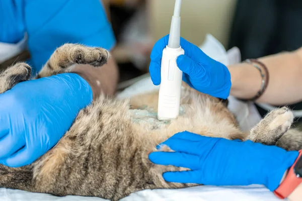 Veterinerler Evcil Bir Kedinin Ultrason Muayenesini Geçirirler — Stok fotoğraf