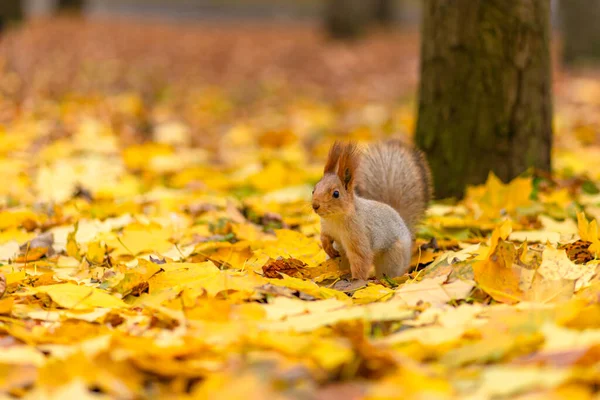 Ein Flauschig Schönes Eichhörnchen Sucht Herbst Einem Stadtpark Nach Nahrung — Stockfoto