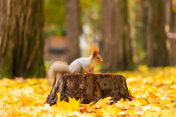 Una Hermosa Ardilla Esponjosa Está Buscando Comida Entre Las Hojas — Foto de Stock