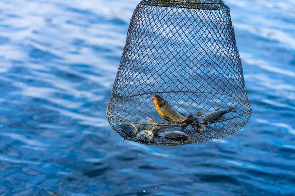 Fische Fangen Einer Netzbox Angeln Hobby Und Freizeit Stille Jagd — Stockfoto