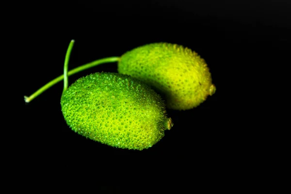 Green Tropical Momordica Charantia Chinese Bitter Gourd Black Background — Stock Photo, Image