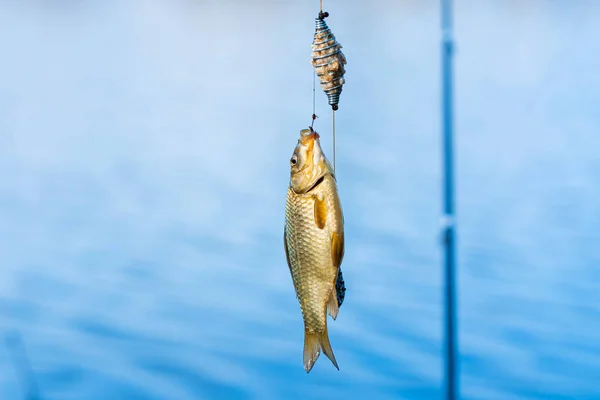 鱼钩上的鱼 钓鱼业余爱好和闲暇时间 沉默的狩猎 — 图库照片