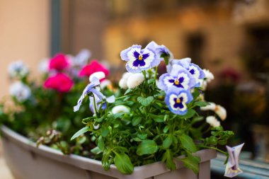 Pencere kenarında bir çömlekte mor çiçekler.