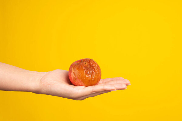 A female hand holds a rotten apple with a worm on a yellow background. Expired products.