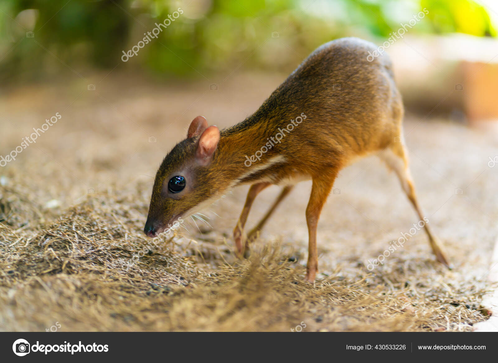 Kanchil Amazing Cute Baby Deer Tropics Mouse Deer One Most Stock Photo by  ©Kukota 430533226