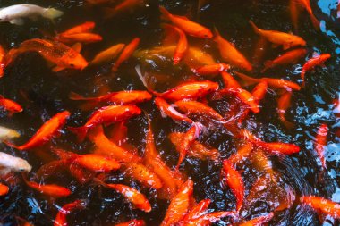 Gölette bir Japon kırmızı sazan sürüsü. İç dekorasyon için balık.