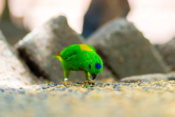 Nagyon Kicsi Aranyos Fényes Zöld Papagáj Loriculus Galgulus Vagy Kék — Stock Fotó