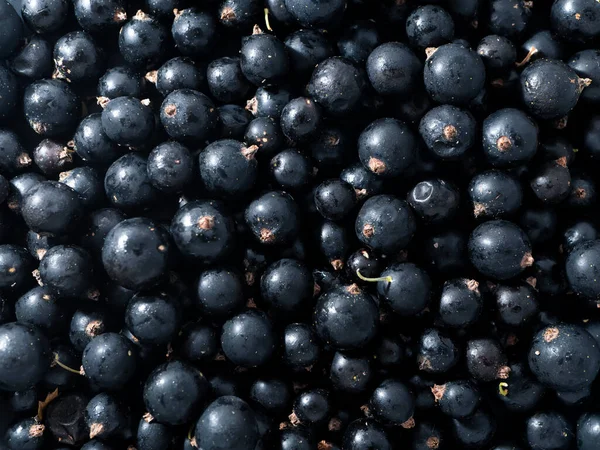 Verse Rijpe Zwarte Bes Zomervitaminen — Stockfoto