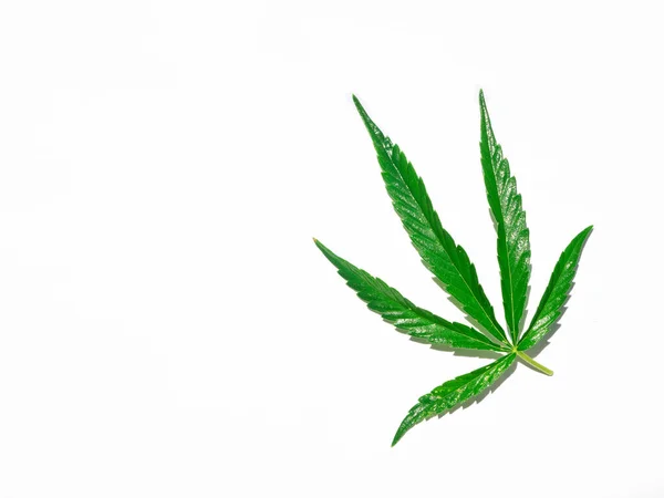 Hoja Cannabis Verde Aislada Blanco Cerca — Foto de Stock