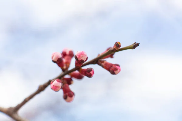 Flowering Birch Branch Sky Spring Flowering Trees — Stock Photo, Image