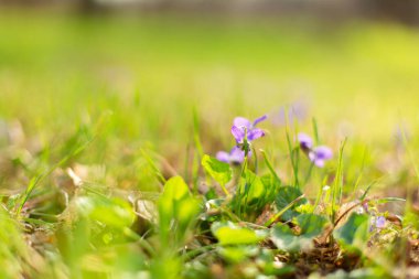 Bahar parkında yeşil çimlerde mor çiçekler.