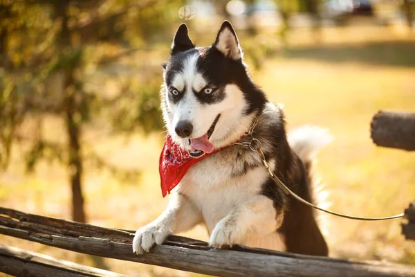 Göz Kamaştırıcı Bir Köpeğin Portresi Yaz Günü Kabarık Olur — Stok fotoğraf