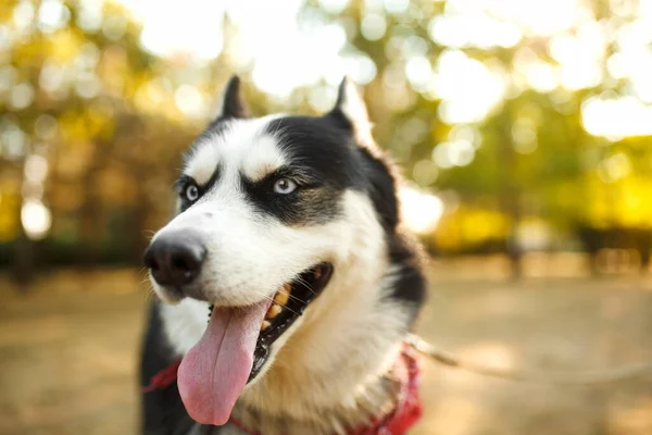 Porträtt Vackra Hund Raser Husky Sommaren Dag — Stockfoto