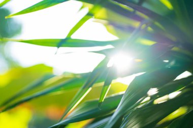 Güneş ışınları palmiye yapraklarının arasından geçiyor. Yumuşak odaklanma. Orman doğası. Doymuş yeşil bir palmiye yaprağının yakın çekimi