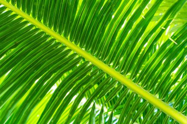 Güneş ışınları palmiye yapraklarının arasından geçiyor. Yumuşak odaklanma. Orman doğası. Doymuş yeşil bir palmiye yaprağının yakın çekimi