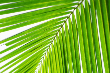 Güneş ışınları palmiye yapraklarının arasından geçiyor. Yumuşak odaklanma. Orman doğası. Doymuş yeşil bir palmiye yaprağının yakın çekimi
