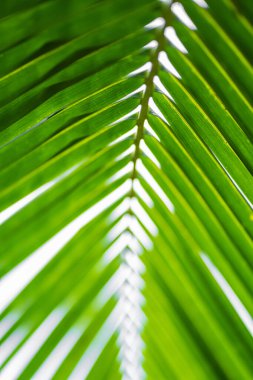 Güneş ışınları palmiye yapraklarının arasından geçiyor. Yumuşak odaklanma. Orman doğası. Doymuş yeşil bir palmiye yaprağının yakın çekimi