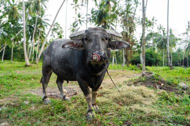 Siyah bufalo tropikal ormandaki bir çayırda otluyor..
