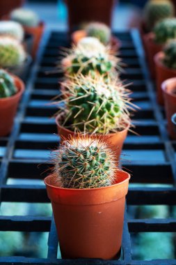 Çiçekli kaktüslü küçük dekoratif kaplar. Yukarıdan bak. Taze çiçeklerle süslenmiş. Ev Çiçekleri.