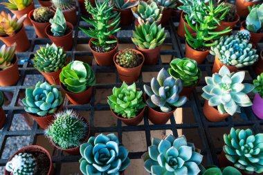 Süslü, süslemeli, küçük saksılar. Yukarıdan bak. Taze çiçekli dekor.