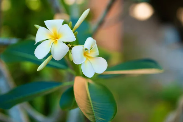 Bloeiende Witte Frangipani Bloem Een Tropische Tuin — Stockfoto
