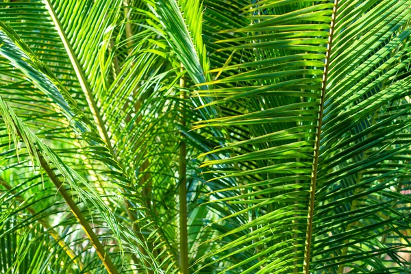 Rayos Del Sol Través Hojas Palma Foco Suave Naturaleza Selvática —  Fotos de Stock