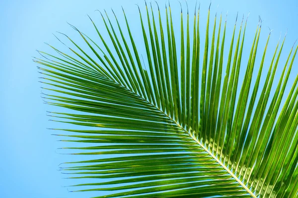 Promienie Słońca Przez Liście Palmowe Miękkie Skupienie Natura Dżungli Zbliżenie — Zdjęcie stockowe