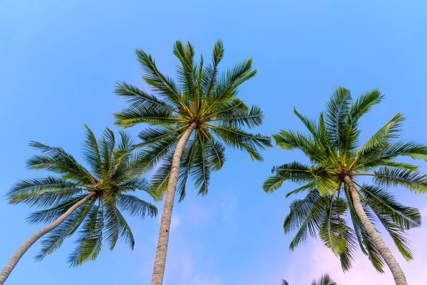 Tropical Palm Trees Blue Purple Sunset Sky Sunset Tropics — Stock Photo, Image