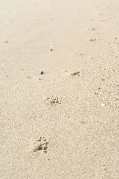 Fotspår Hundtassar Sanden Hunden Gick Längs Stranden — Stockfoto