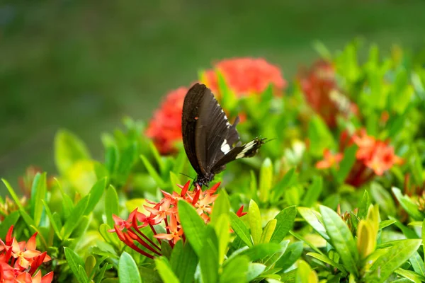 Incredibly Beautiful Day Tropical Butterfly Papilio Maackii Pollinates Flowers Black — Stock Photo, Image