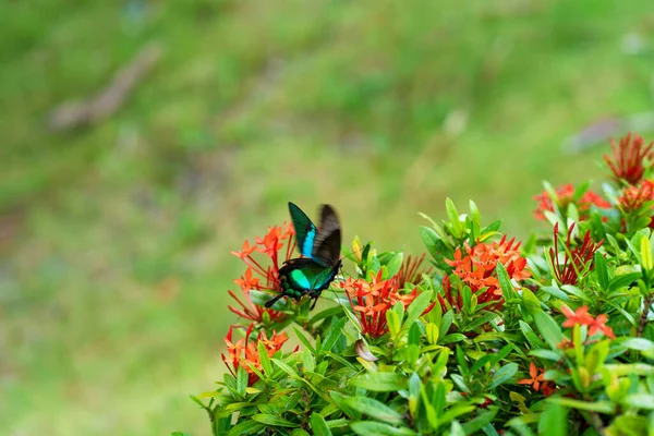 Hihetetlenül Szép Nap Trópusi Pillangó Papilio Maackii Beporozza Virágokat Fekete — Stock Fotó