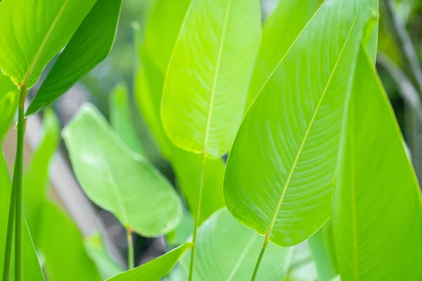 Nasycony Zielony Liść Tropikalnej Rośliny — Zdjęcie stockowe